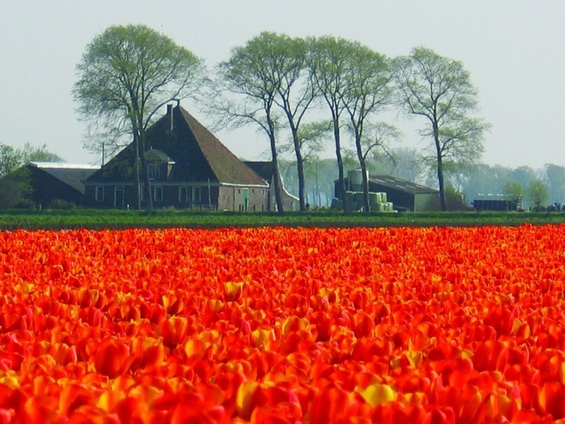Olanda da vedere, i paesaggi dei campi di fiori (ph Netherlands Board of Tourism & Conventions" )