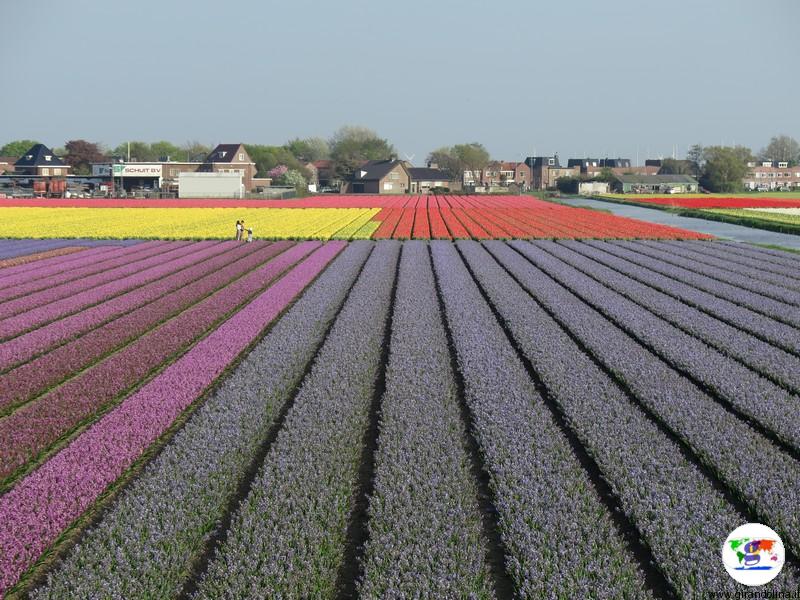 Bollenstreek, territorio dei tulipani