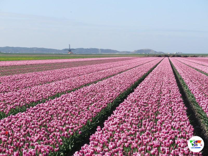Le destinazioni piu colorate in primavera, Bollenstreek e i tulipani