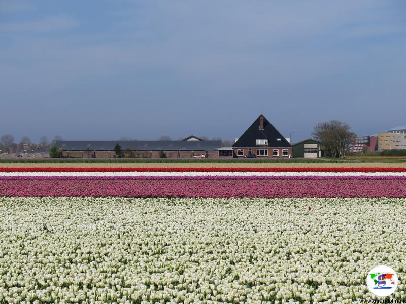 Kop van Noord-Holland, territorio dei tulipani