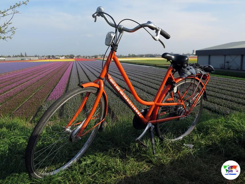 Keukenhof, il parco più bello del mondo, i dintorni, noleggio bici