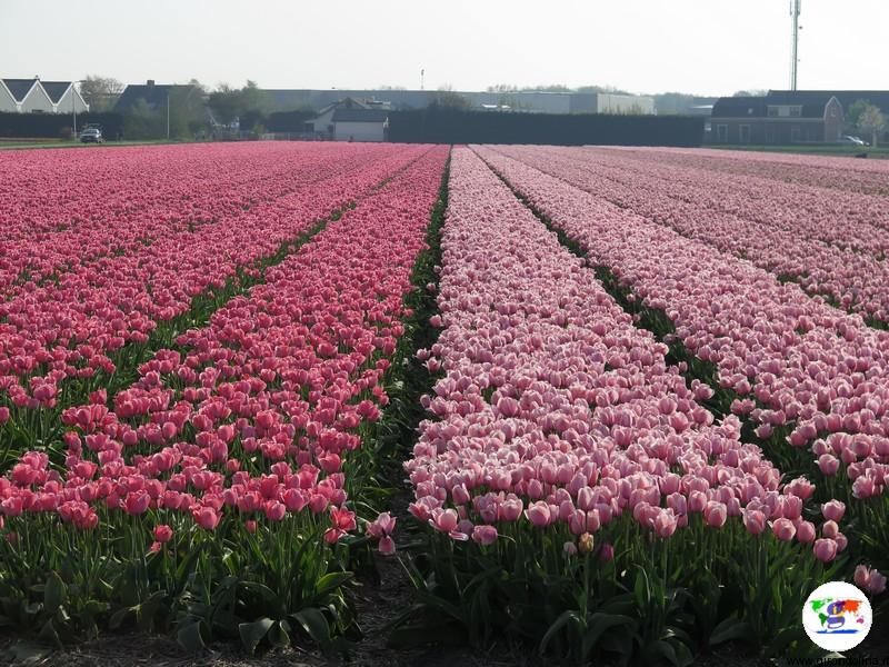 Keukenhof, il parco più bello del mondo, i dintorni