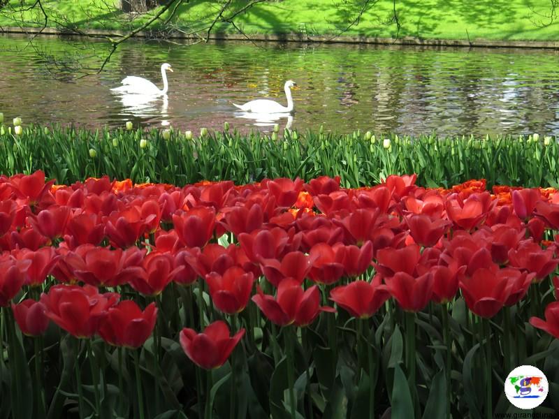 Keukenhof, il parco più bello del mondo