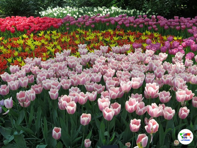 Keukenhof, il parco più bello del mondo