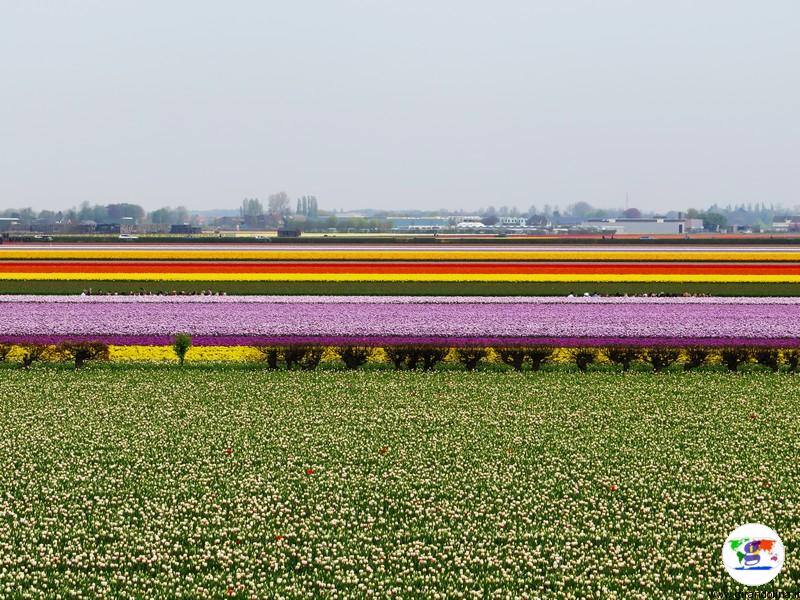 Keukenhof, il parco più bello del mondo, i dintorni