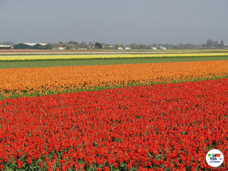 Bollenstreek, i campi di tulipani