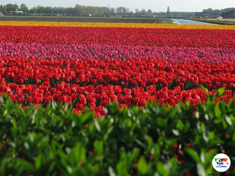 Bollenstreek, territorio dei tulipani