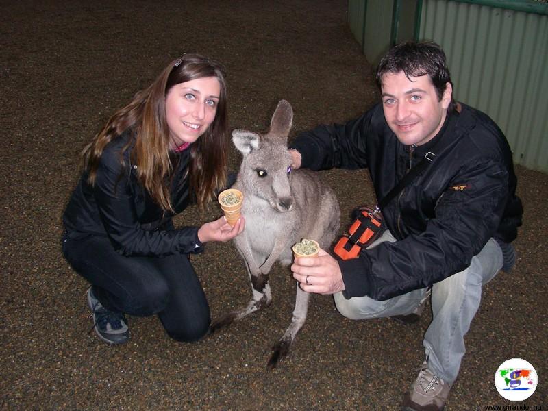 Tour in Australia, il canguro