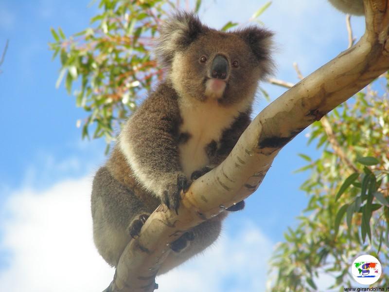 Tour in Australia, il koala