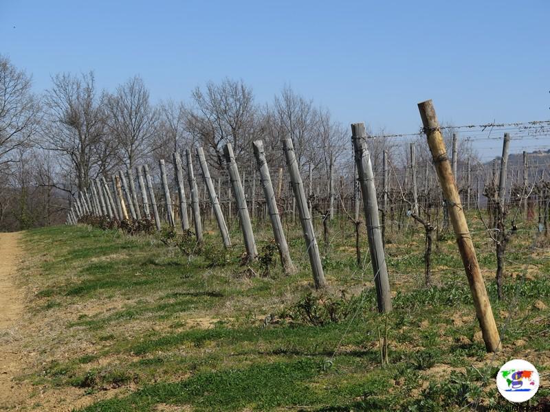 L'Azienda Agricola Pomario le vigne