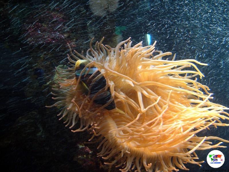 Visitare Genova, l'Acquario di Genova