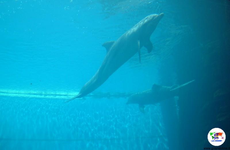 Visitare Genova, l'Acquario di Genova