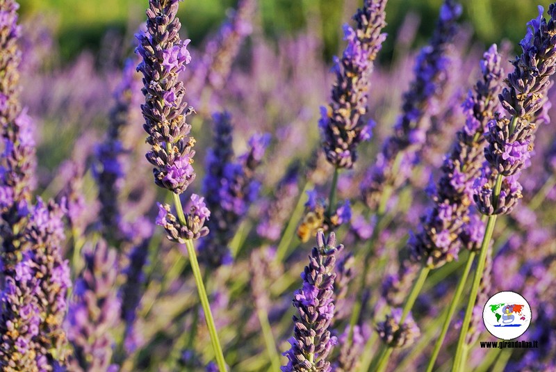 Itinerario lavanda in Toscana