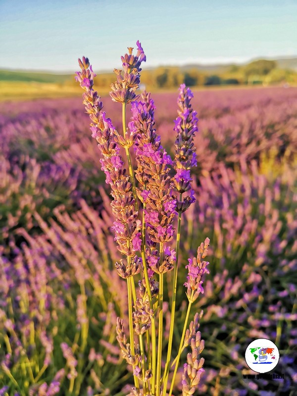 Itinerario lavanda in Toscana