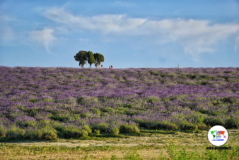 Itinerario lavanda in Toscana, Pieve Santa Luce