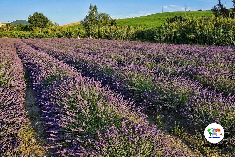 Itinerario lavanda in Toscana, Pieve Santa Luce, Flora Aromatica Santa Luce