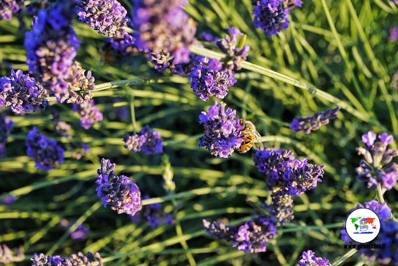 Itinerario lavanda in Toscana