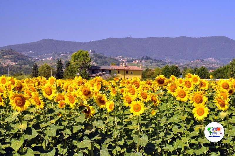 I Campi Di Girasoli In Toscana Dove Trovare I Piu Belli