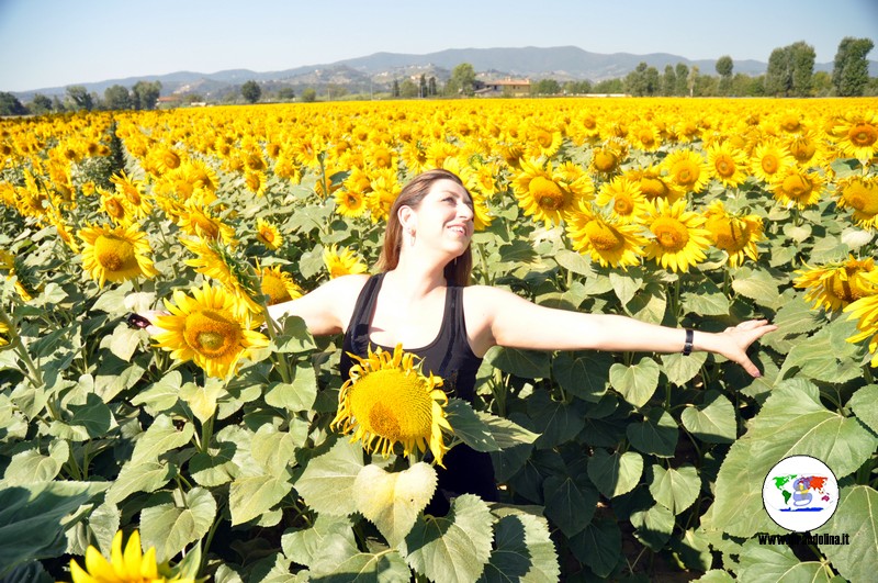 Campi di girasoli in Toscana