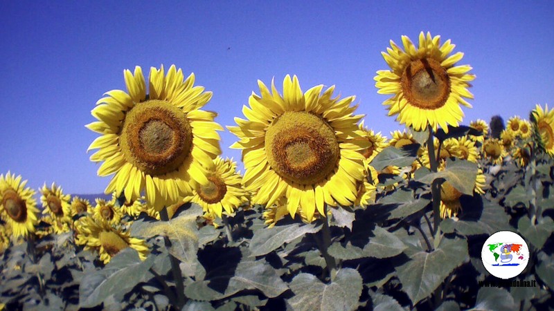 Campi di girasoli in Toscana