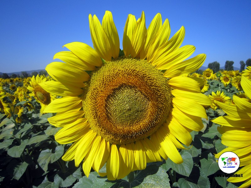 Campi di girasoli in Toscana