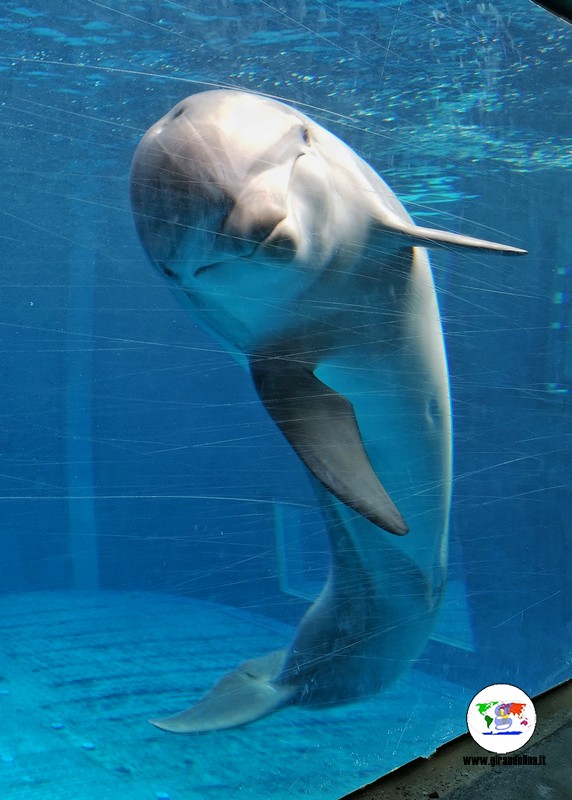 Acquario di Genova,  i delfini