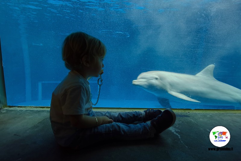 Acquario di Genova,  Lorenzo e i delfini