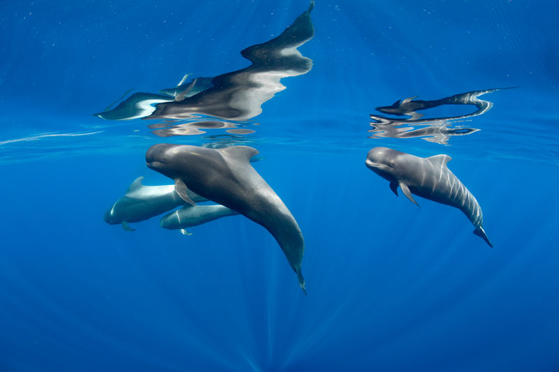 Pasqua alle  Isole Canarie, avvistamento cetacei