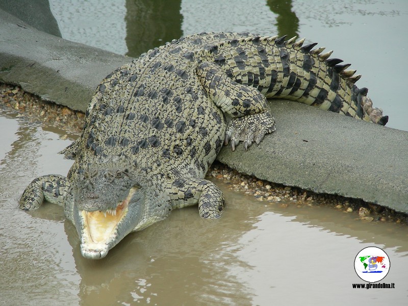 Parchi naturali australiani -Parco Nazionale  di Wooroonooran