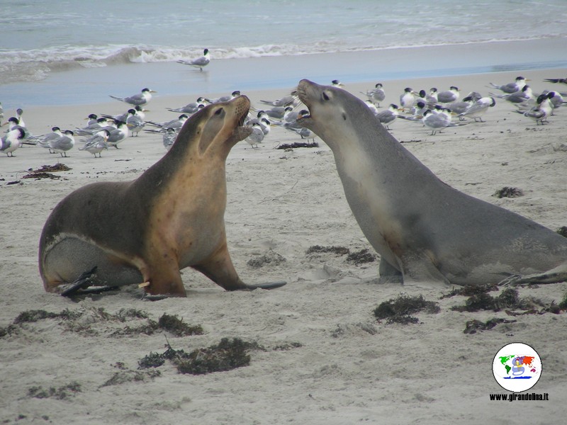 Parchi naturali australiani - Kangaroo Island