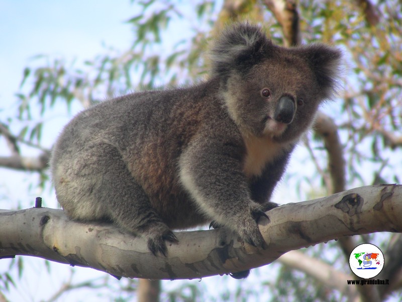 Parchi naturali australiani - il Koala