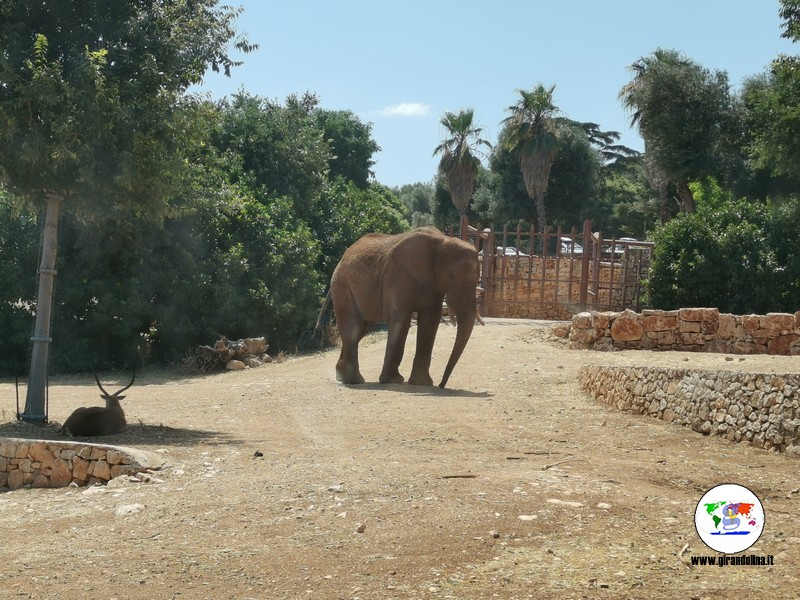 Lo zoosafari di Fasano