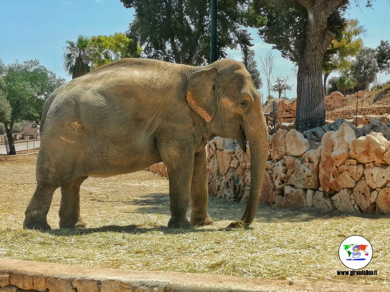 Lo zoosafari di Fasano