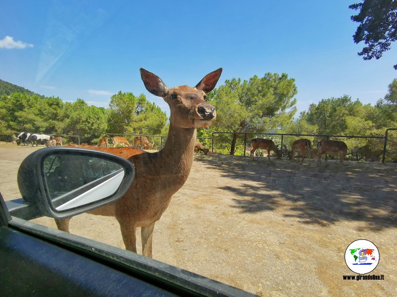 Lo zoosafari di Fasano