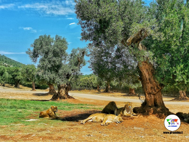 Lo zoosafari di Fasano