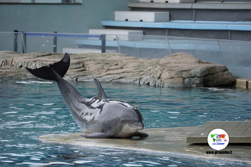 Oltremare e il delfino in posa