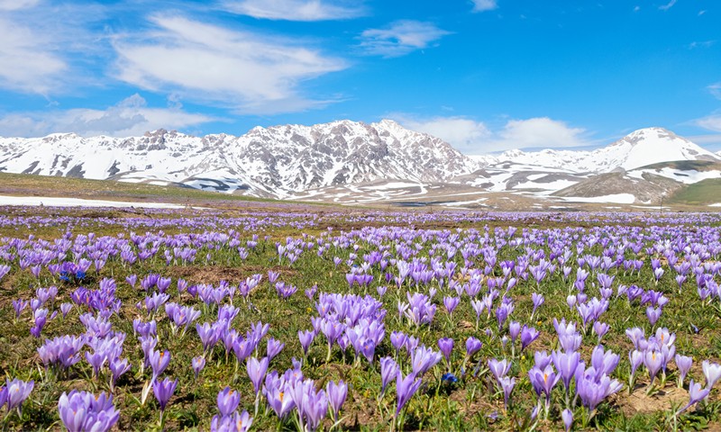 Fioriture primaverili in Italia,  Campo Imperatore