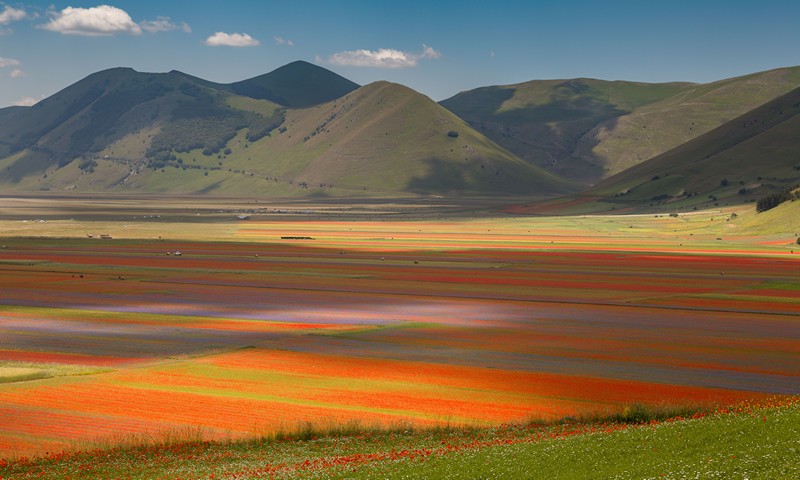 Fioriture primaverili in Italia,  Castelluccio di Norcia