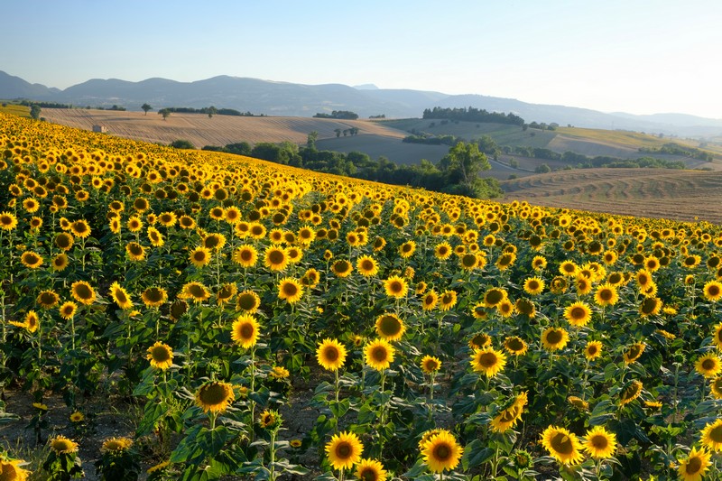 Fioriture primaverili in Italia,  i girasoli nelle Marche