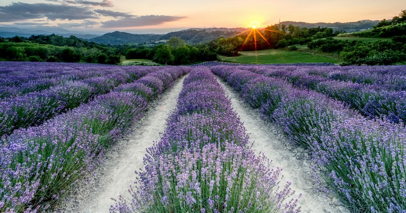 Fioriture primaverili in Italia, la lavanda di San Giovanni