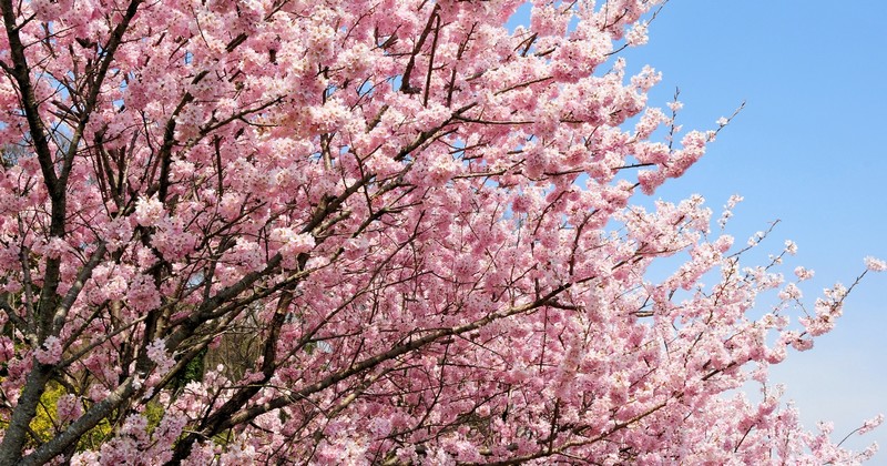 Fioriture primaverili in Italia,  Vignola