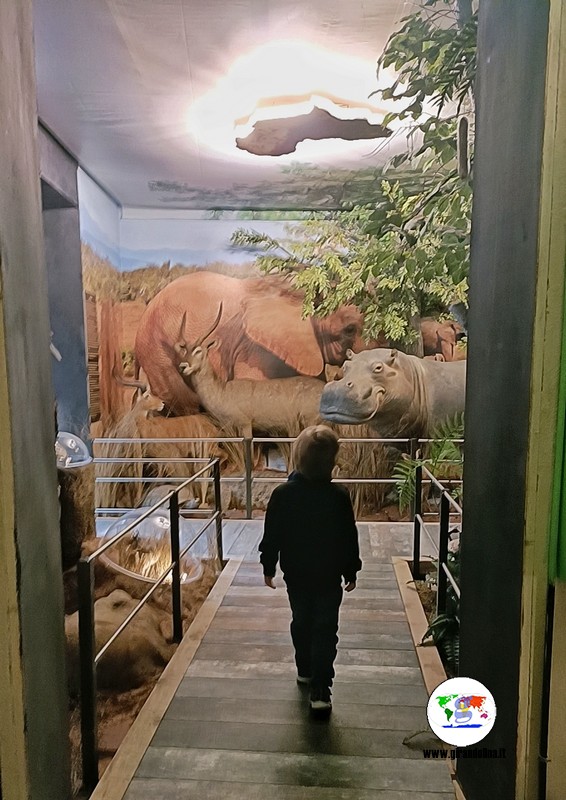 Museo Zoologico  Villa Baciocchi come divertirsi in famiglia in Valdera