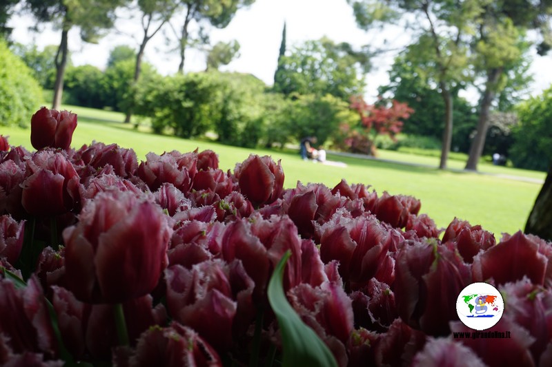 Fioriture primaverili in Europa, tulipani